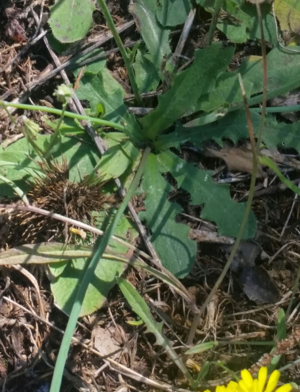 Hypochaeris radicata